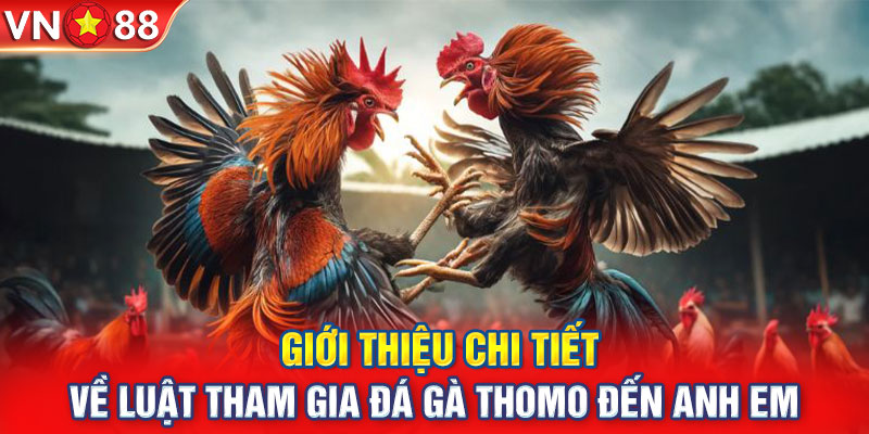 Giới thiệu chi tiết về luật tham gia đá gà Thomo đến anh em