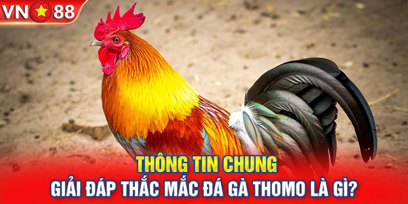 Thông tin chung giải đáp thắc mắc đá gà Thomo là gì?